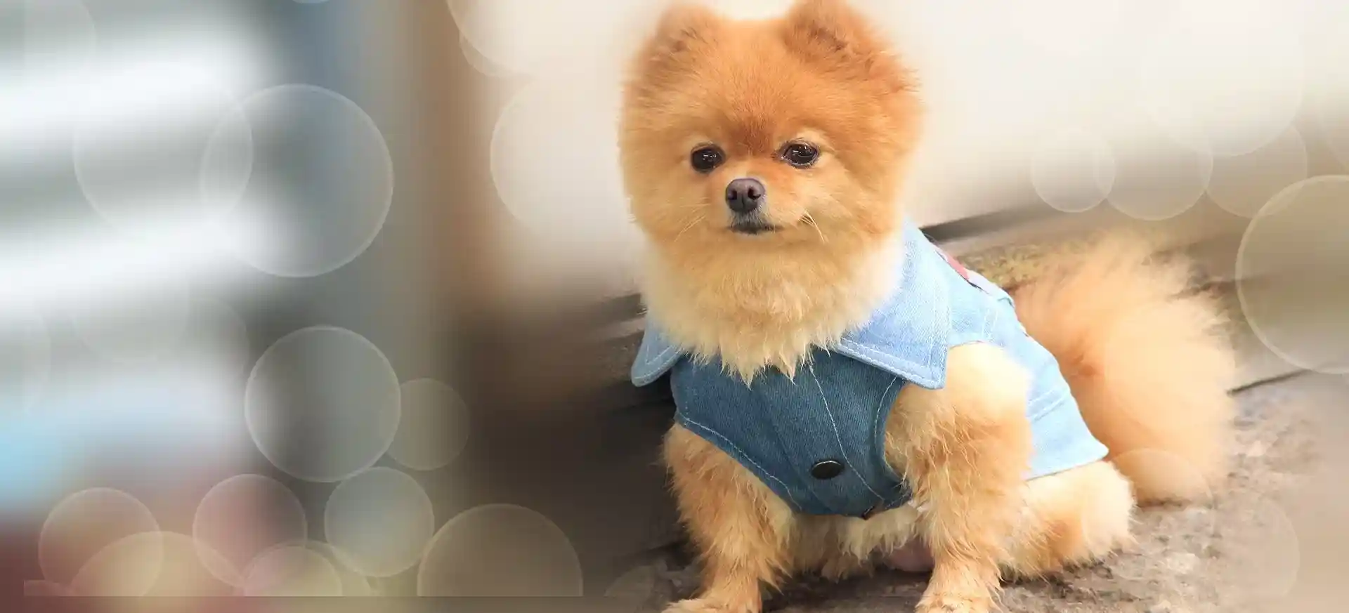 Fluffy Pomeranian dog wearing a denim vest at Dog Play Centre Perth