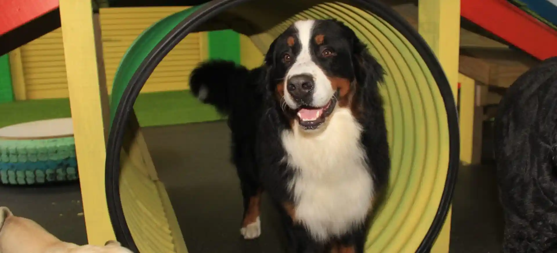 Bernese Mountain Dog smiling while walking through a tunnel at Perth dog daycare
