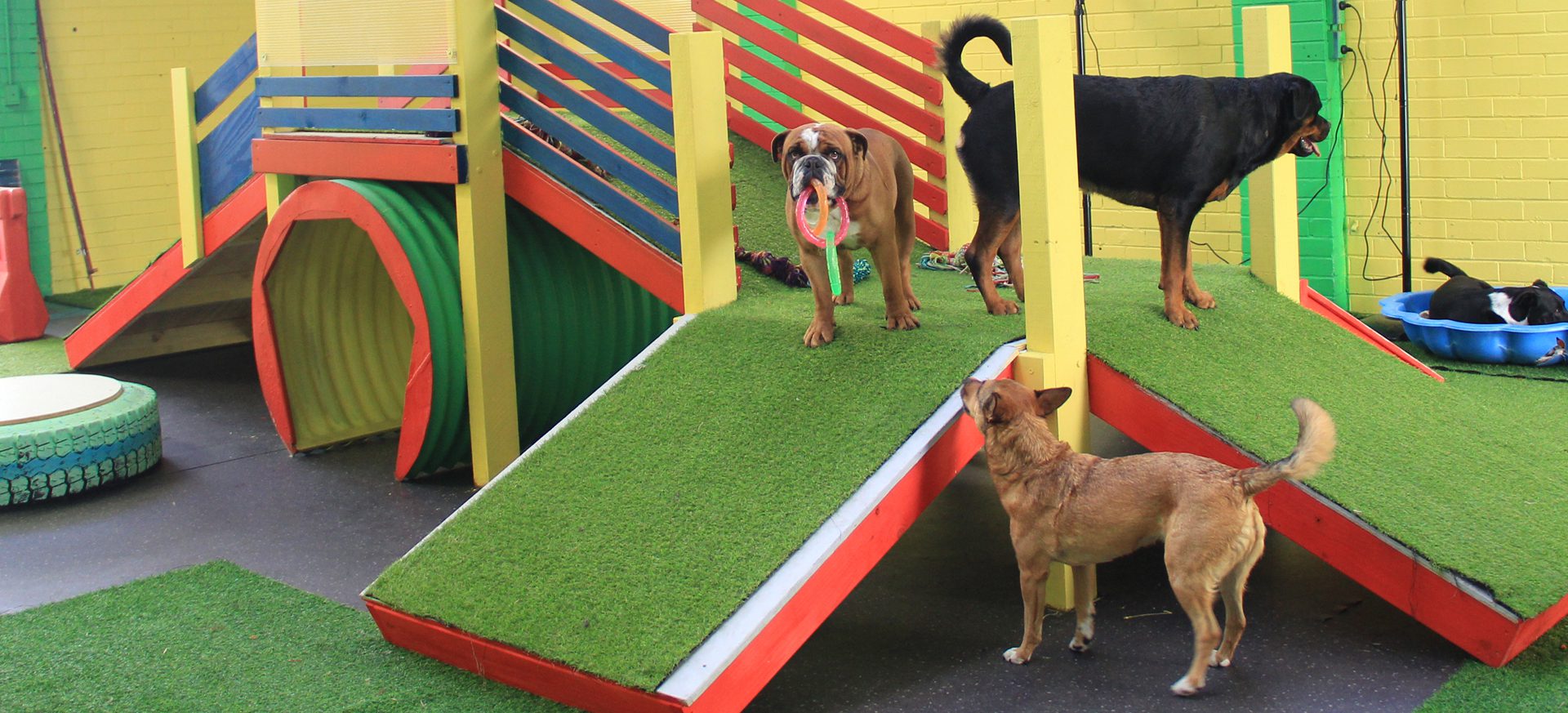 Dogs playing on colorful indoor ramps and artificial grass at Dog Play Centre Perth