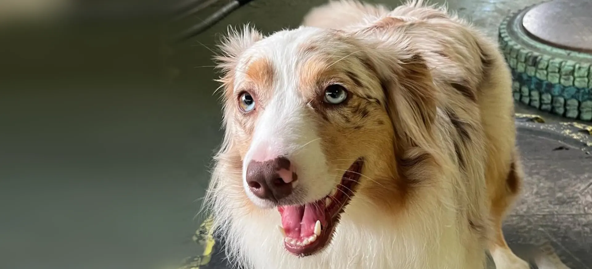 Australian Shepherd with blue eyes smiling indoors at Perth dog day care play facility